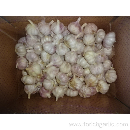 Size 5.0 New Crop Fresh Normal White Garlic